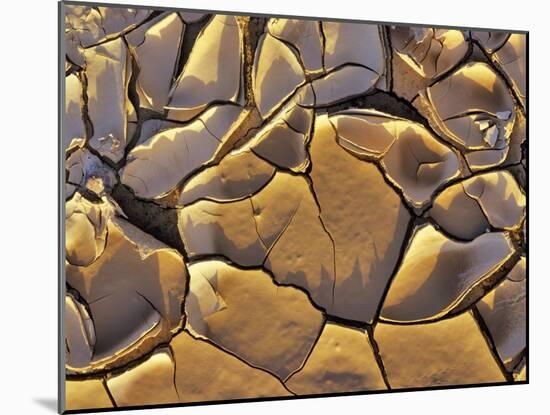 Mud Cracks, Death Valley National Park, California, USA-Chuck Haney-Mounted Premium Photographic Print