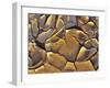 Mud Cracks, Death Valley National Park, California, USA-Chuck Haney-Framed Photographic Print