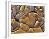 Mud Cracks, Death Valley National Park, California, USA-Chuck Haney-Framed Photographic Print