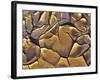 Mud Cracks, Death Valley National Park, California, USA-Chuck Haney-Framed Photographic Print