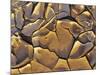 Mud Cracks, Death Valley National Park, California, USA-Chuck Haney-Mounted Photographic Print