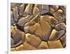 Mud Cracks, Death Valley National Park, California, USA-Chuck Haney-Framed Photographic Print