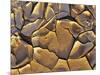 Mud Cracks, Death Valley National Park, California, USA-Chuck Haney-Mounted Photographic Print