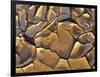 Mud Cracks, Death Valley National Park, California, USA-Chuck Haney-Framed Photographic Print