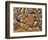 Mud Cracks, Death Valley National Park, California, USA-Chuck Haney-Framed Photographic Print