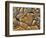 Mud Cracks, Death Valley National Park, California, USA-Chuck Haney-Framed Photographic Print