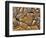 Mud Cracks, Death Valley National Park, California, USA-Chuck Haney-Framed Photographic Print