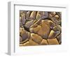 Mud Cracks, Death Valley National Park, California, USA-Chuck Haney-Framed Photographic Print