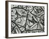 Mud Cracks, Garrapata , 1955-Brett Weston-Framed Photographic Print