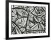 Mud Cracks, Garrapata , 1955-Brett Weston-Framed Photographic Print