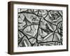 Mud Cracks, Garrapata , 1955-Brett Weston-Framed Premium Photographic Print