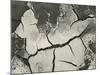 Mud Cracks, Salinas Valley, California, 1955-Brett Weston-Mounted Photographic Print