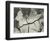 Mud Cracks, Salinas Valley, California, 1955-Brett Weston-Framed Photographic Print