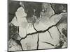 Mud Cracks, Salinas Valley, California, 1955-Brett Weston-Mounted Photographic Print