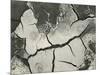 Mud Cracks, Salinas Valley, California, 1955-Brett Weston-Mounted Photographic Print