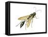 Mud Dauber (Crabronidae), Wasp, Insects-Encyclopaedia Britannica-Framed Stretched Canvas