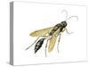 Mud Dauber (Crabronidae), Wasp, Insects-Encyclopaedia Britannica-Stretched Canvas