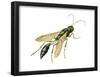 Mud Dauber (Crabronidae), Wasp, Insects-Encyclopaedia Britannica-Framed Poster