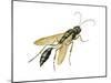 Mud Dauber (Crabronidae), Wasp, Insects-Encyclopaedia Britannica-Mounted Poster