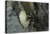 Mud Dauber Wasp Building its Nest-Paul Starosta-Stretched Canvas