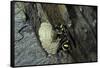 Mud Dauber Wasp Building its Nest-Paul Starosta-Framed Stretched Canvas