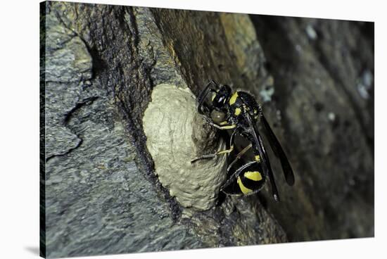 Mud Dauber Wasp Building its Nest-Paul Starosta-Stretched Canvas