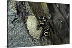 Mud Dauber Wasp Building its Nest-Paul Starosta-Stretched Canvas