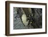 Mud Dauber Wasp Building its Nest-Paul Starosta-Framed Photographic Print