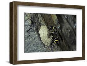 Mud Dauber Wasp Building its Nest-Paul Starosta-Framed Photographic Print