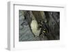 Mud Dauber Wasp Building its Nest-Paul Starosta-Framed Photographic Print