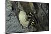 Mud Dauber Wasp Building its Nest-Paul Starosta-Mounted Photographic Print