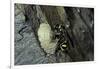 Mud Dauber Wasp Building its Nest-Paul Starosta-Framed Photographic Print