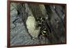 Mud Dauber Wasp Building its Nest-Paul Starosta-Framed Photographic Print