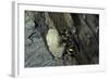 Mud Dauber Wasp Building its Nest-Paul Starosta-Framed Photographic Print