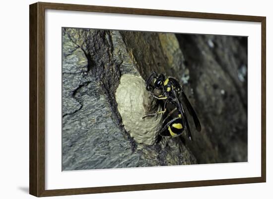 Mud Dauber Wasp Building its Nest-Paul Starosta-Framed Photographic Print