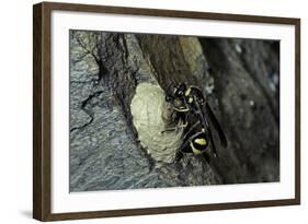 Mud Dauber Wasp Building its Nest-Paul Starosta-Framed Photographic Print