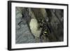 Mud Dauber Wasp Building its Nest-Paul Starosta-Framed Photographic Print