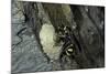 Mud Dauber Wasp Building its Nest-Paul Starosta-Mounted Photographic Print