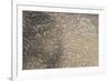 Mud Patterns on Beach. East Guyana-Pete Oxford-Framed Photographic Print