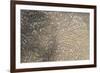 Mud Patterns on Beach. East Guyana-Pete Oxford-Framed Photographic Print