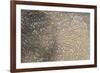 Mud Patterns on Beach. East Guyana-Pete Oxford-Framed Photographic Print