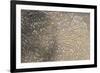 Mud Patterns on Beach. East Guyana-Pete Oxford-Framed Photographic Print