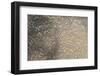 Mud Patterns on Beach. East Guyana-Pete Oxford-Framed Photographic Print