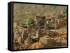 Mud Village, Sanga Region, Dogon, Mali, Africa-Bruno Morandi-Framed Stretched Canvas