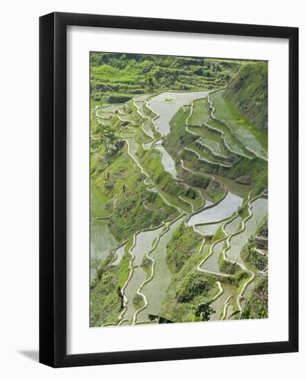 Mud-Walled Rice Terraces of Ifugao Culture, Banaue, UNESCO World Heritage Site, Luzon, Philippines-null-Framed Photographic Print