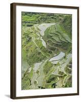 Mud-Walled Rice Terraces of Ifugao Culture, Banaue, UNESCO World Heritage Site, Luzon, Philippines-null-Framed Photographic Print