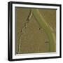 Mudflat, Aiguillon Bay, Vendee, France, July 2017.-Loic Poidevin-Framed Photographic Print