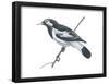 Mudlark (Grallina Cyanoleuca), Birds-Encyclopaedia Britannica-Framed Poster