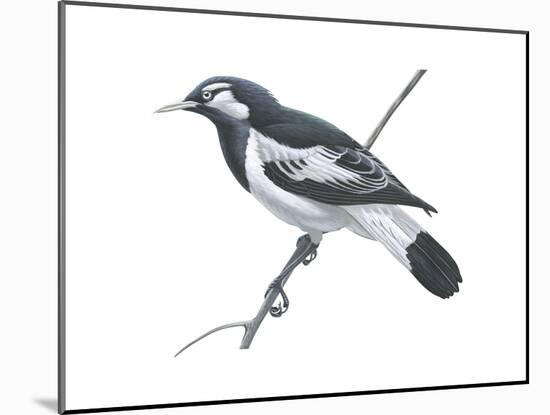 Mudlark (Grallina Cyanoleuca), Birds-Encyclopaedia Britannica-Mounted Poster