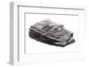 Mudstone Containing Fossils-null-Framed Photographic Print